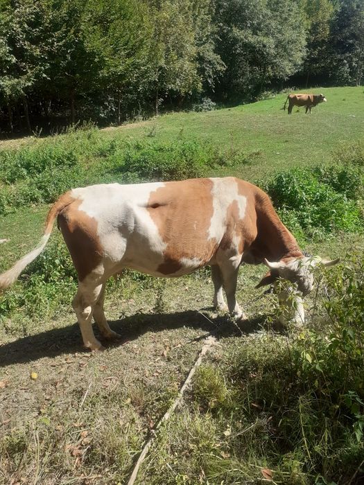 Vand vaca baltata românească
