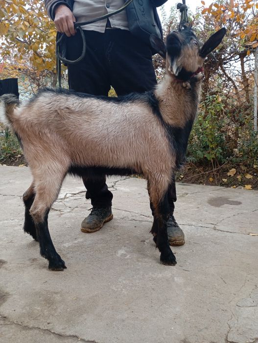 Эчки нинг эркаги занин така