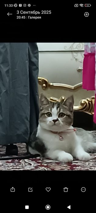 Скотиш страйт 7 месяцев девочка