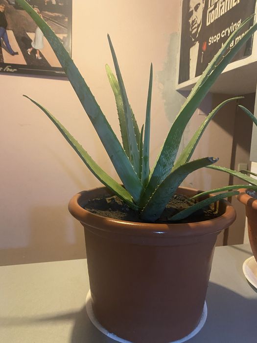 Aloe Vera