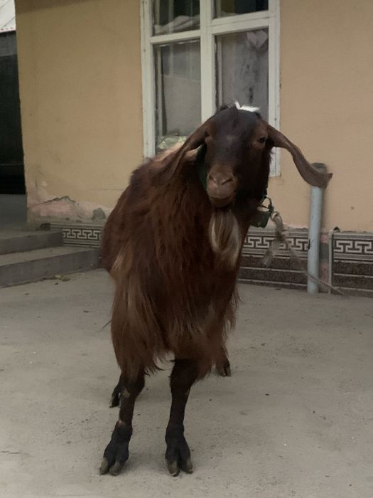 Теке.теке.теке англо нубигсикй теке бағасын келісеміз