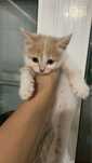 Отдадим котенка