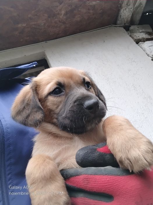 Donez cățeluși!         .