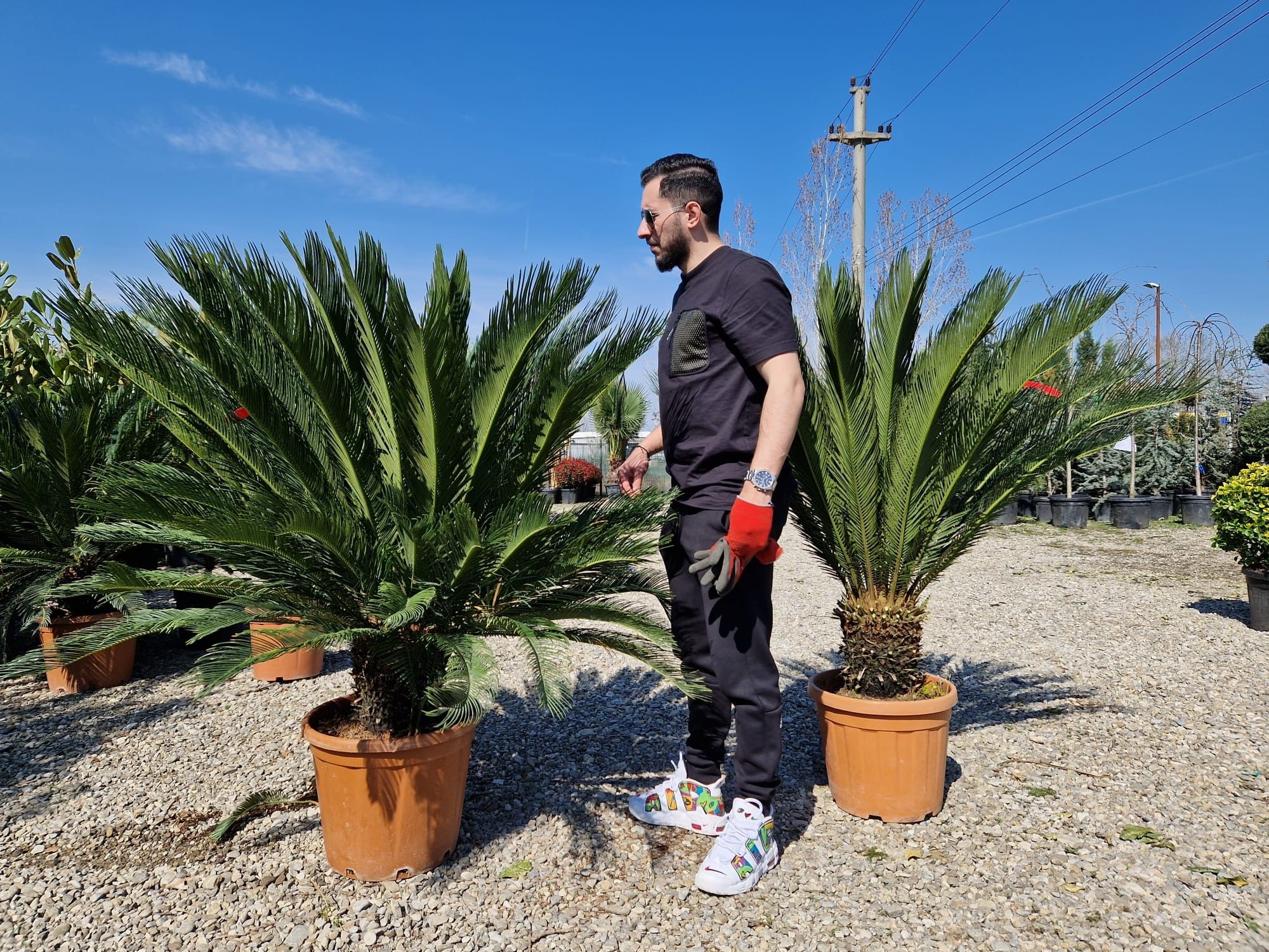 Vand palmieri, yucca, maslini, plante exotice, plante de interior- ext