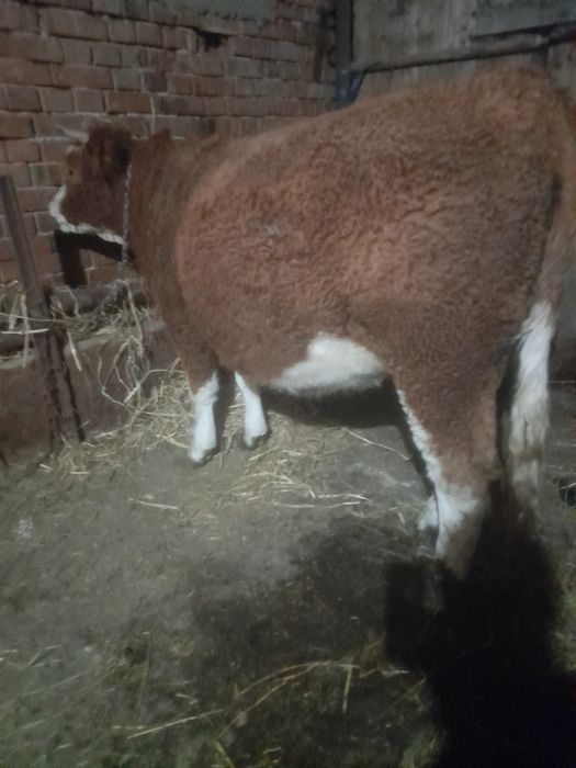 Vând junica la prima fătare gestata an 7 luni