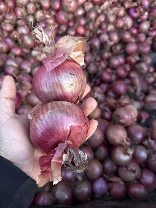 Cepa rosie calibru 45+