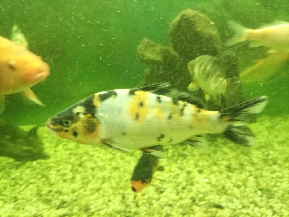 Puiet crap koi pesti