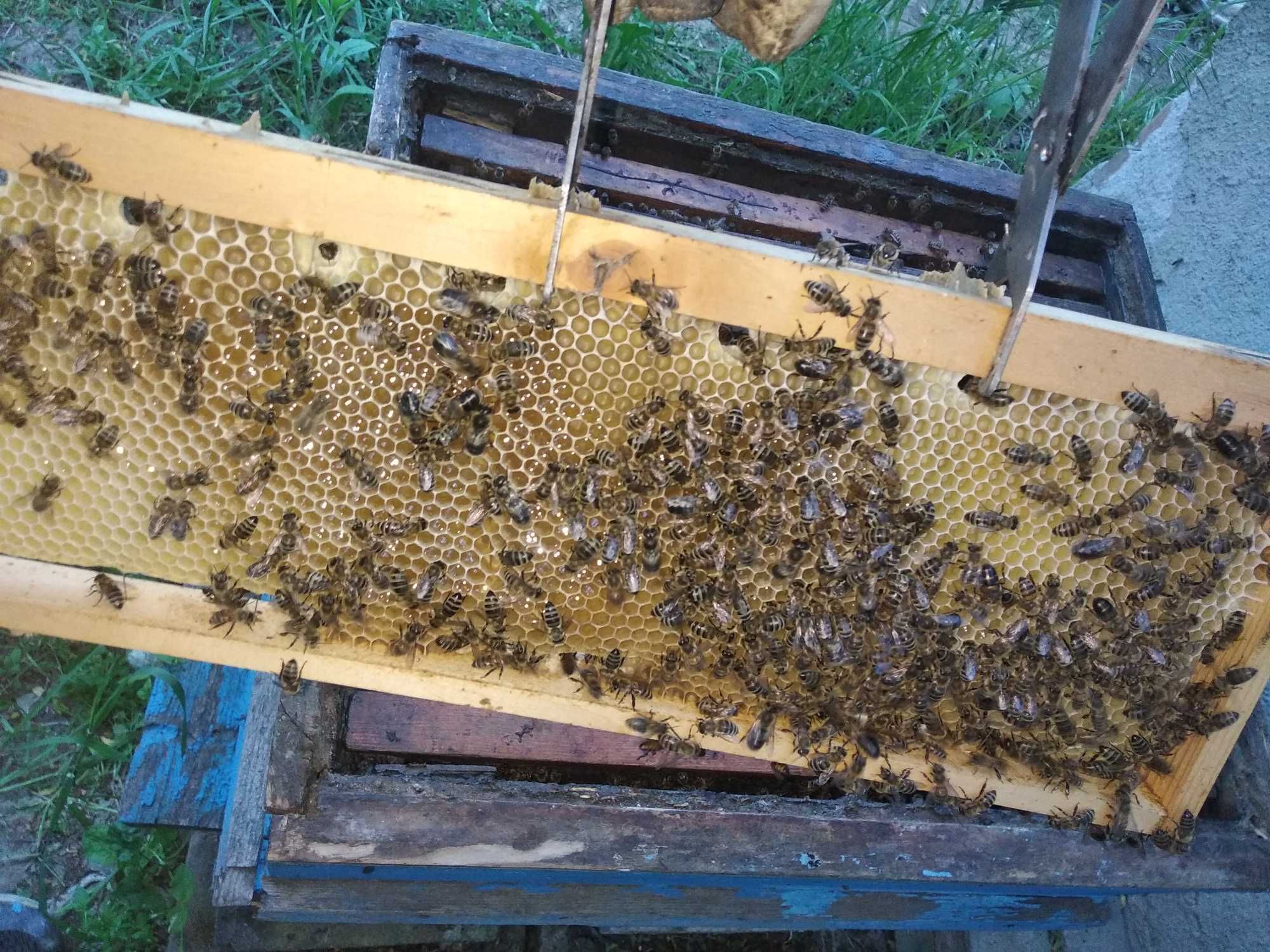Пчелен мед с пита