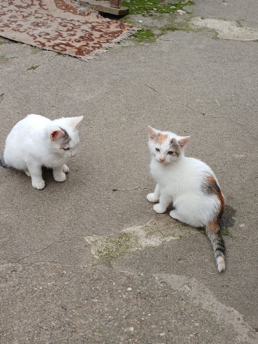Donez pisicute si motănei