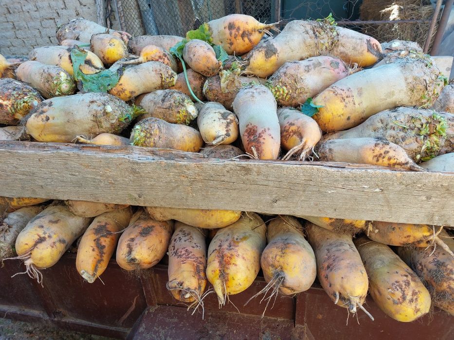 Sfecla furajera BIO 3 tone