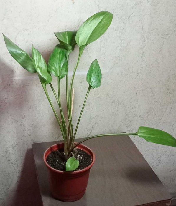 Продам. Дримиопсис - Ледебурия.