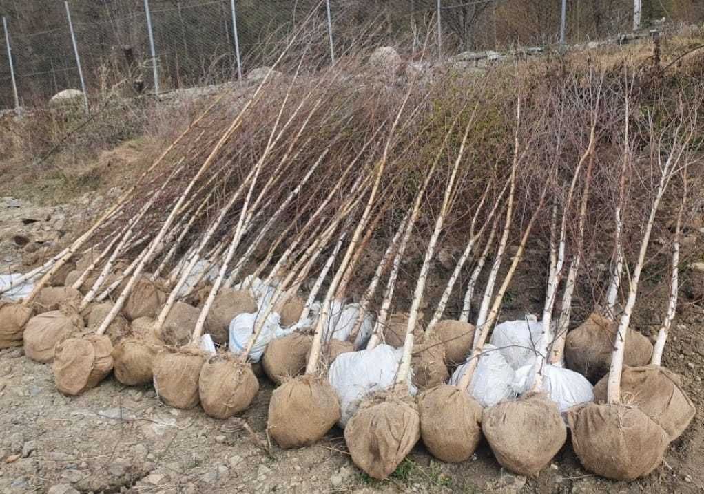 Catalpa Globulara Mesteacan Alb (Betula alba) Copaci Ornamentali