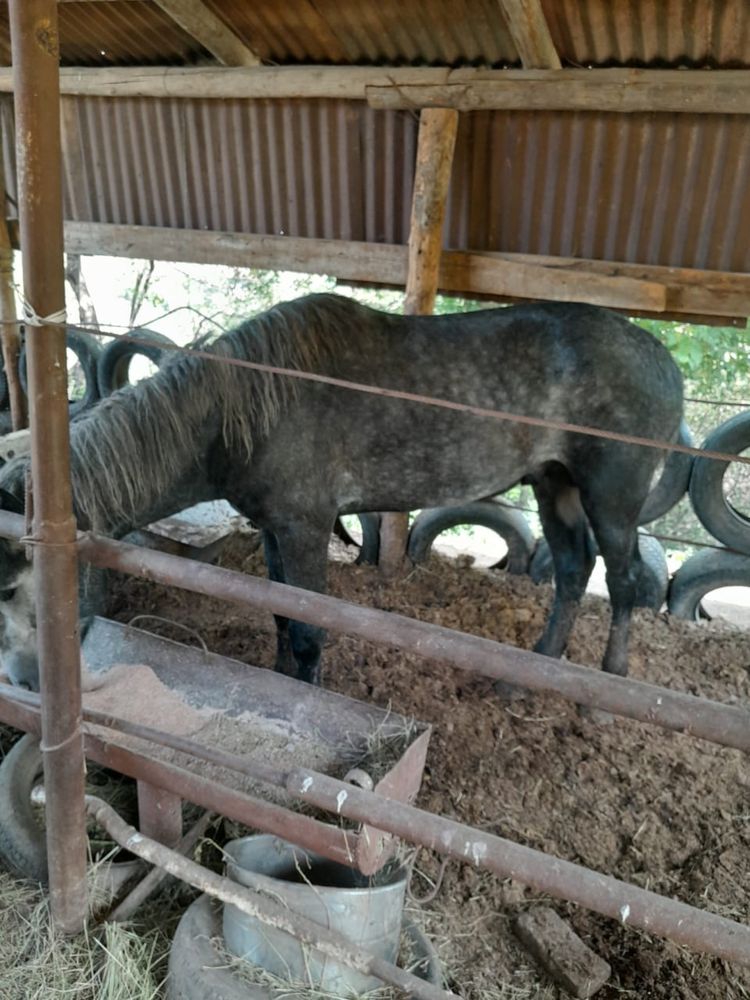 Лошади жылкы