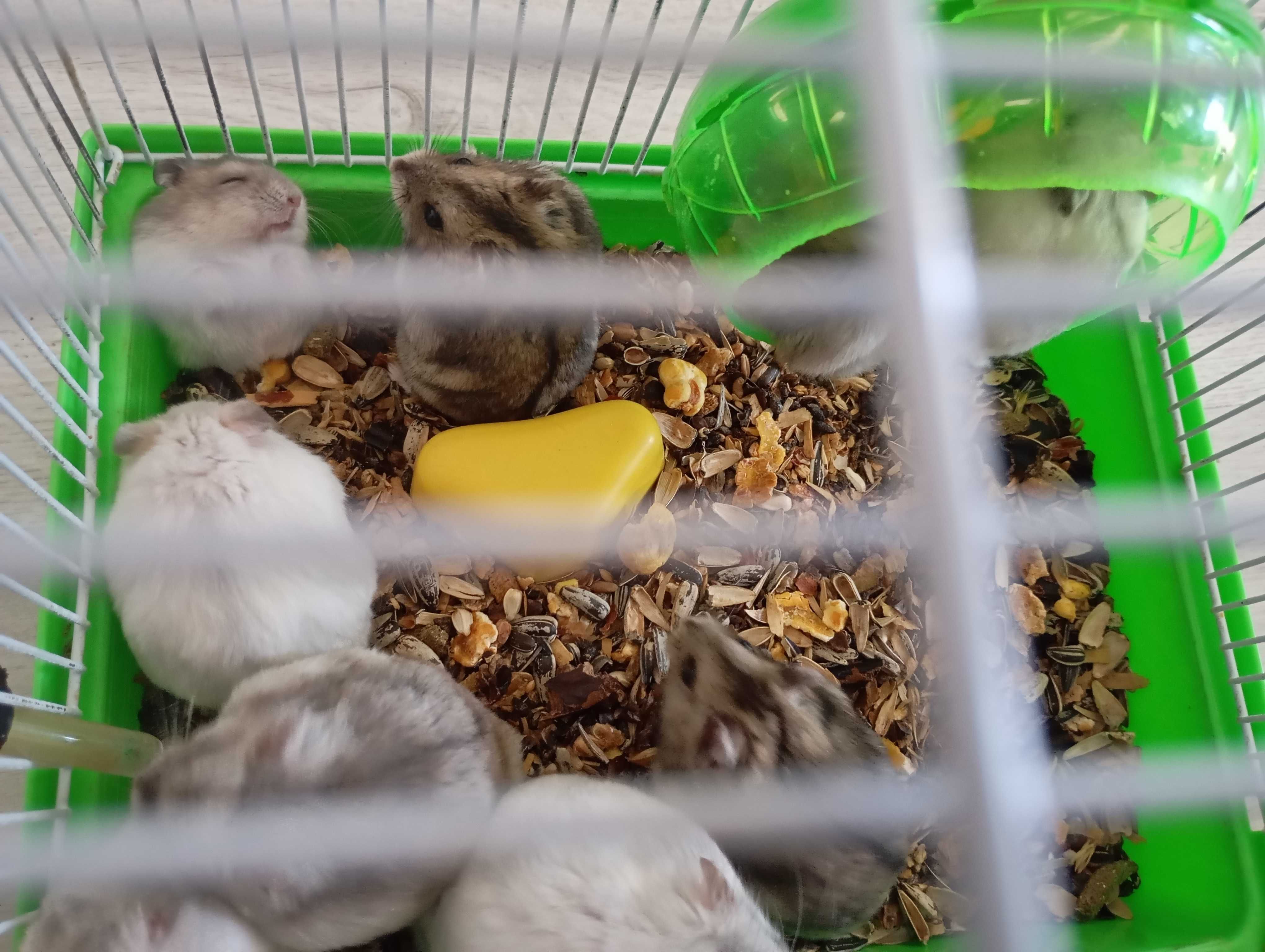 Hamsteri pitici de vânzare