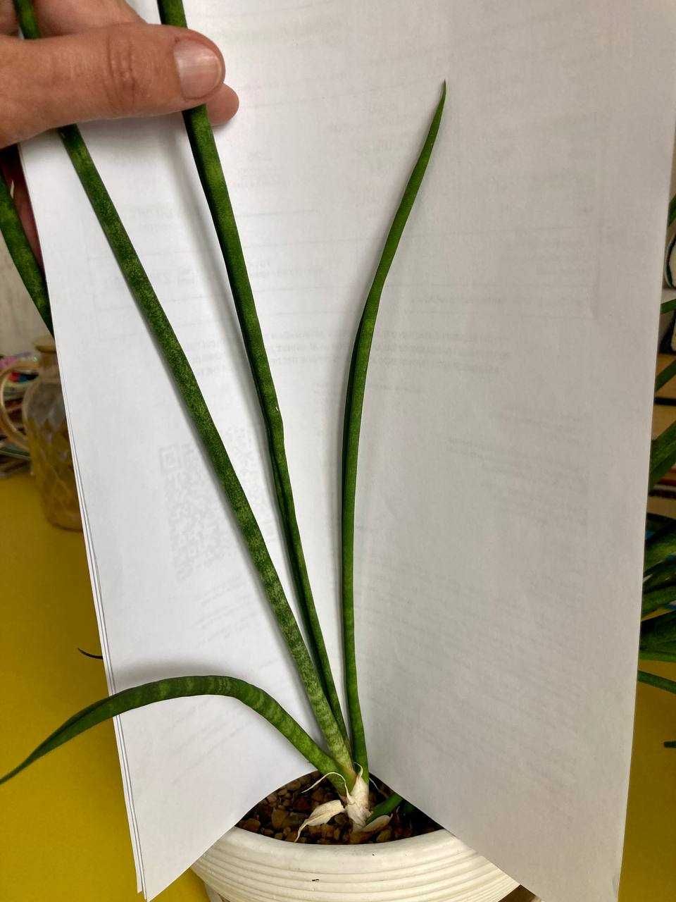 Сортовые сансевиерии Sansevieria Moto, Bacularis, Boncellensis и др