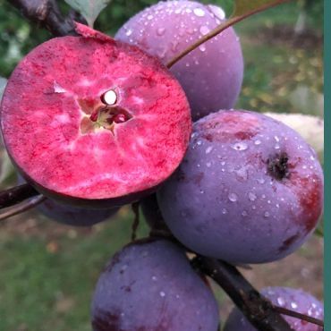 Măr red LOVE baya marissa