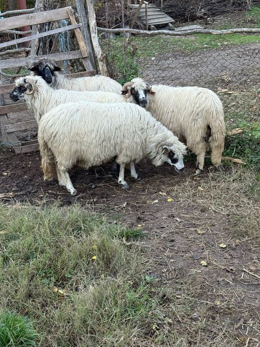 De vânzare oi tinere