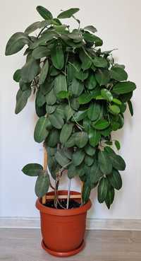 Planta Stephanotis de 90 cm