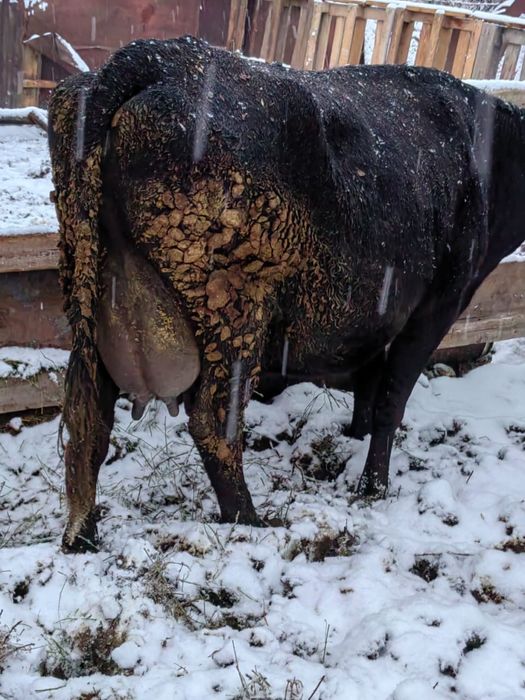 Корова, сүтті сиыр