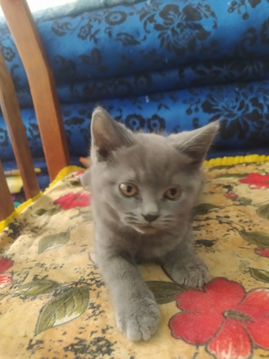 Продаются котята