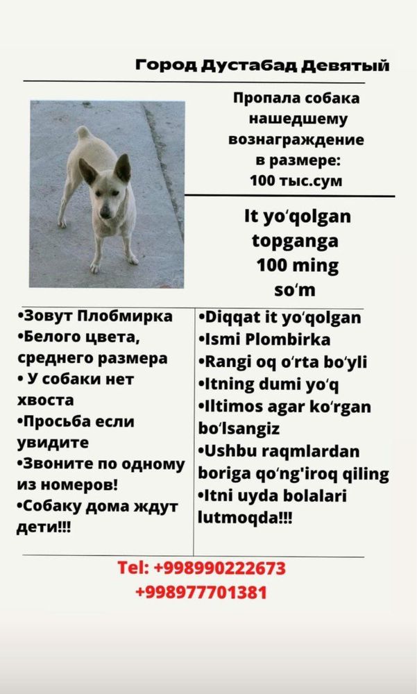 Помогите найти собаку!