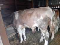 Vând vițel de 250 kg