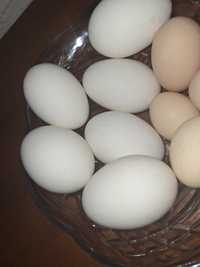 Гусиные и куриные яйцо