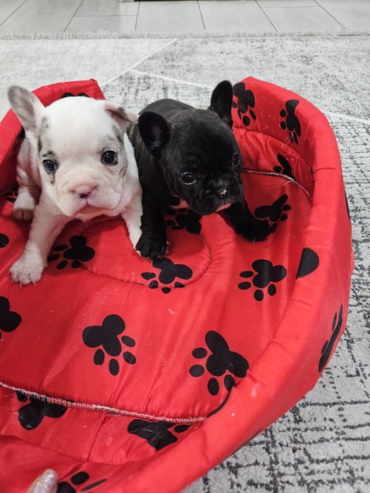 Френски булдог ,