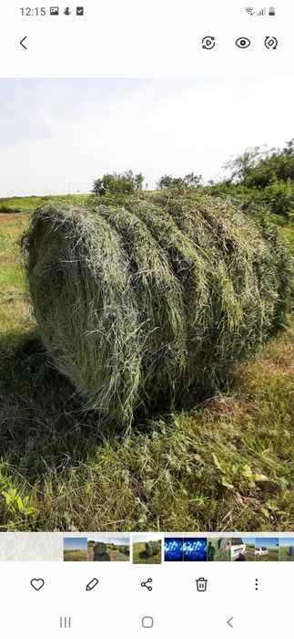 Продам сено в рулонах суданская трава