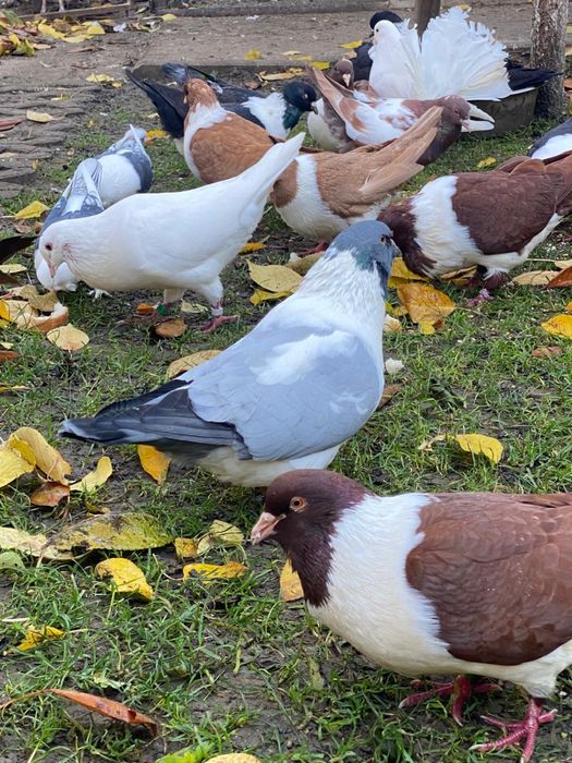 Vand porumbei rasa strasseri si rotati