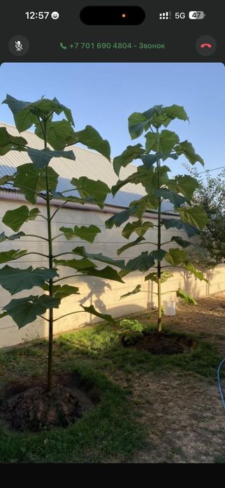 *ПАВЛОВНИЯ көшеттері сатылады.Суыққа төзімді болады.Көлеңке тез бере