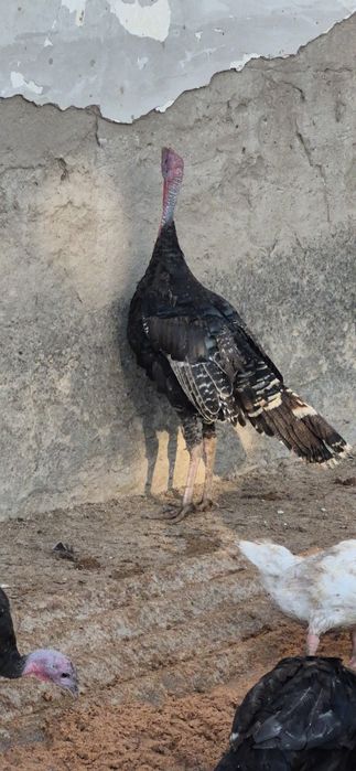 Paranda kurka qora
