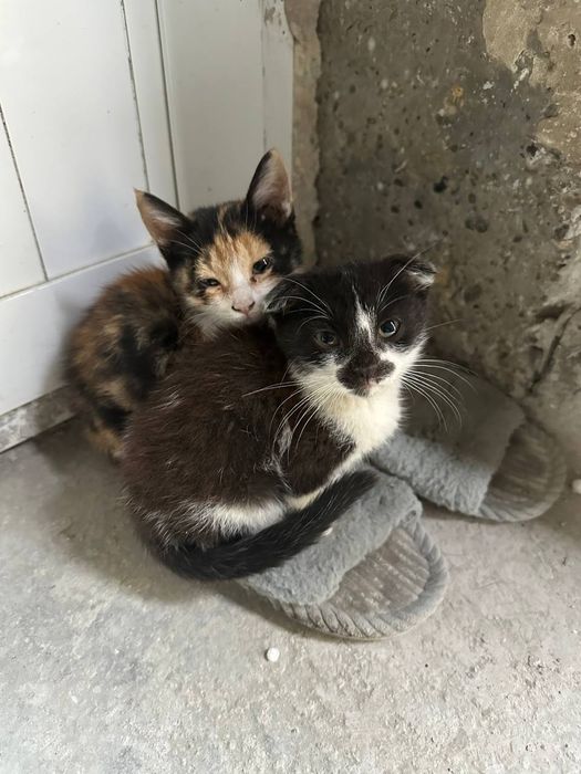 Отдам котят в хорошие руки