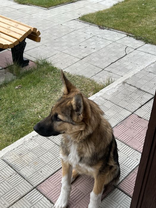 Отдам собаку в хорошие руки