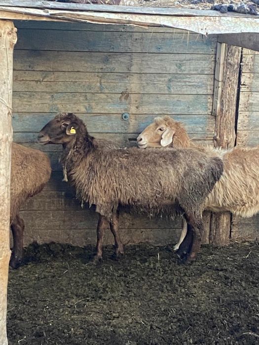 Қой қозы мен сатылады