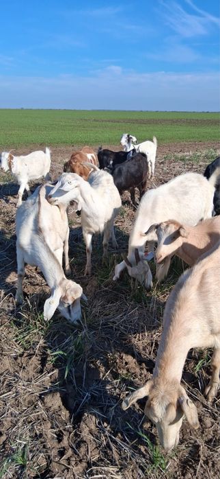 Capre de vanzare tinere