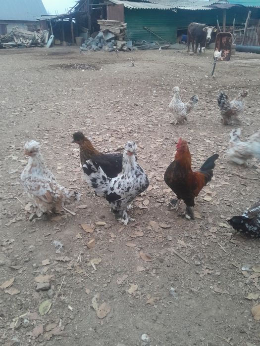 Декоративные курицы