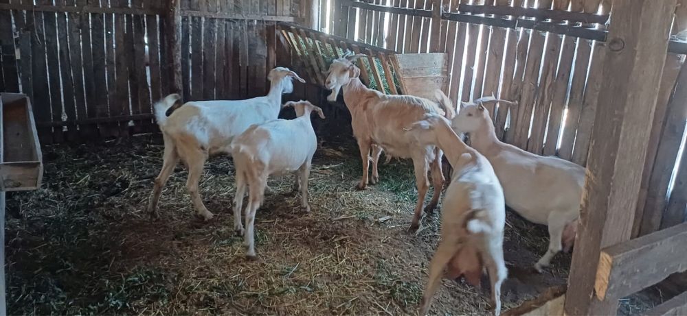 Vand 21 capre pret negociabil