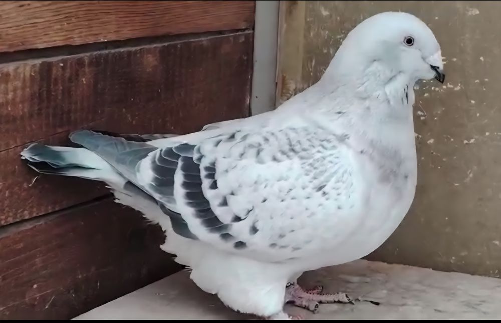 Porumbei Voiajorul românesc de frumusețe