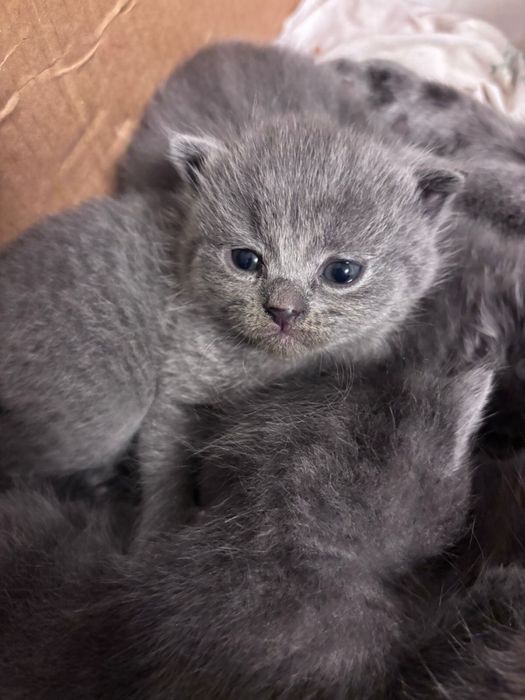 Шотландские вислоухие котята