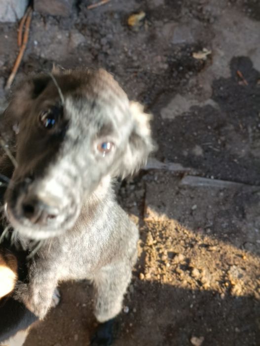 Щенки ищут ответственных хозяев!