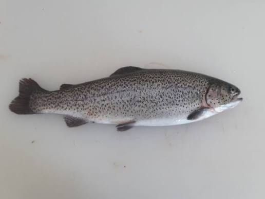 Pastrav curcubeu 300-600 de grame