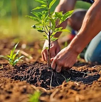 Обрезка, стрижка спил, дезенфекция обработка деревьев Садовник Богбон