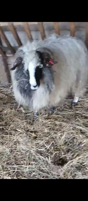 oi breze  de calitate