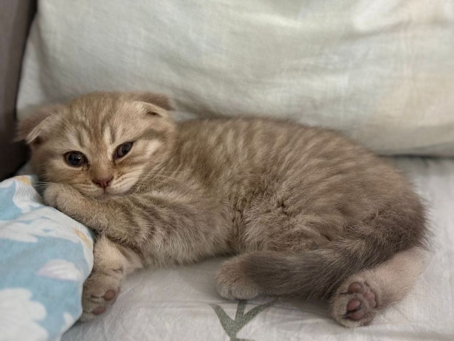 Котёнок, вислоухая британка