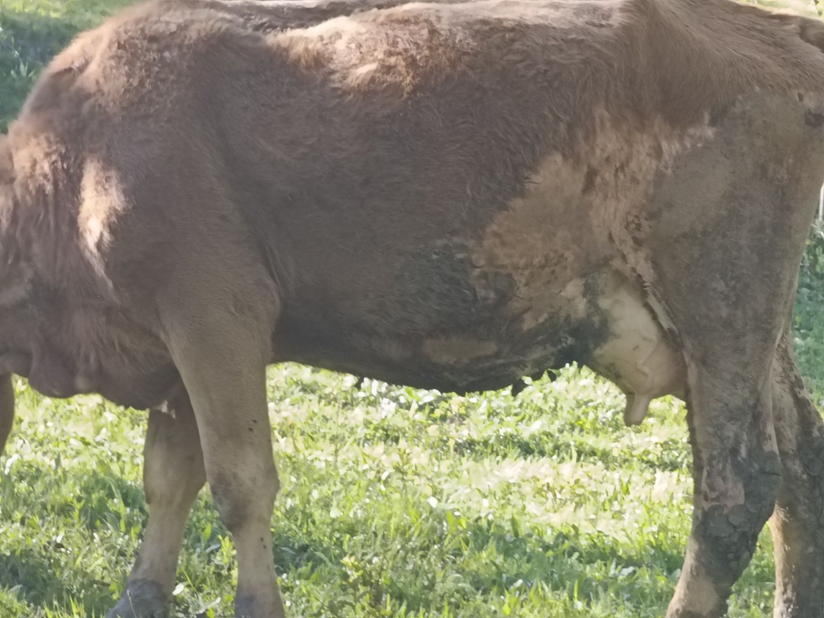 Vaca cu vitea de vanzare