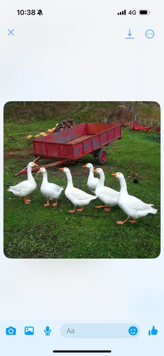 Vand gaste 200 de lei bucata