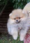 Fetita Pomeranian cu pedigree FCI