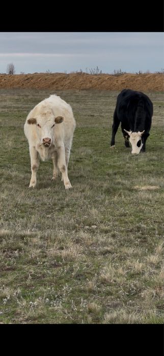 Соғымға Қашар жіліктеп, сойып,жеткізіп береміз! 3000тг/кг