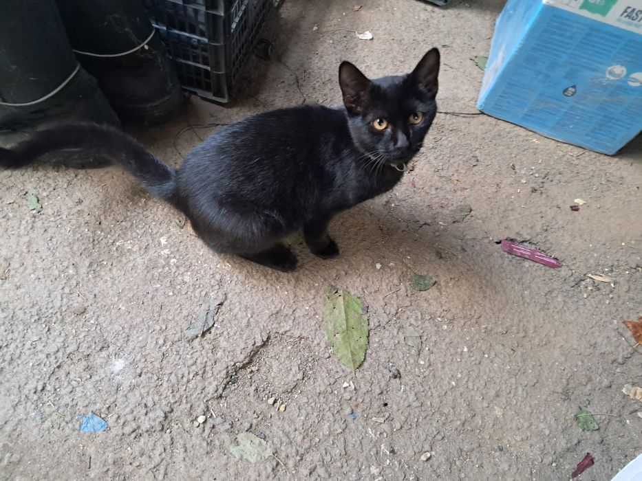 Donez pisici europene, femele, 26aprilie